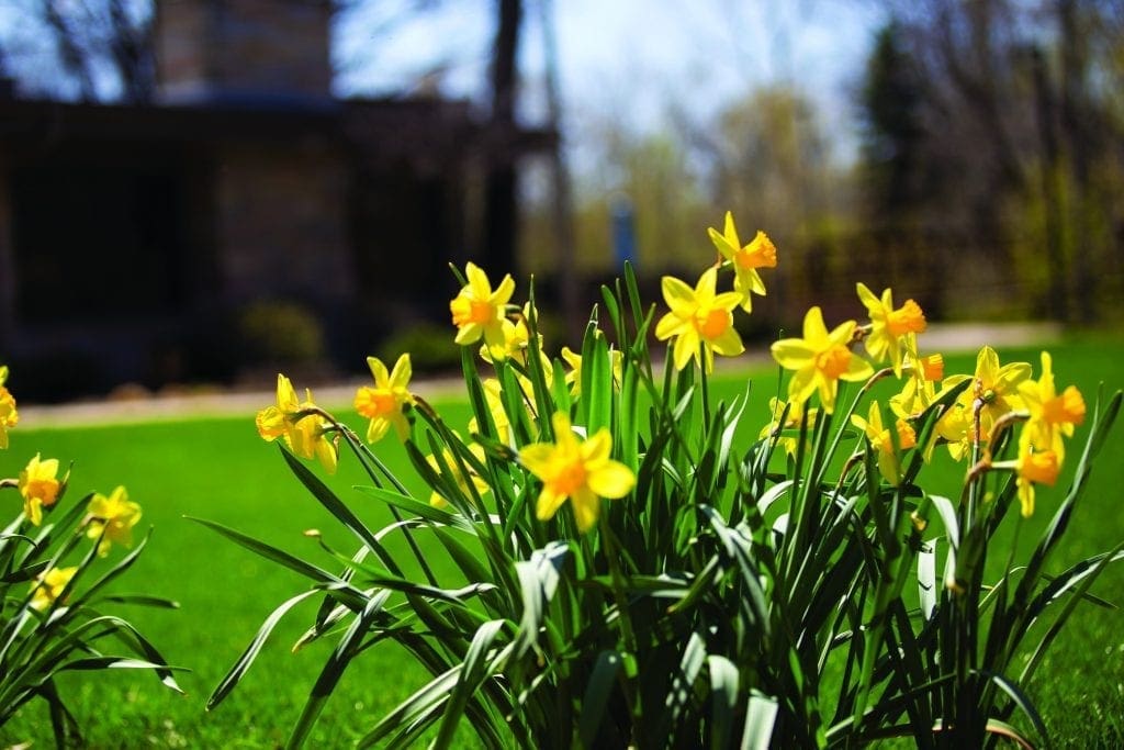Daffodils on Trinity's campus