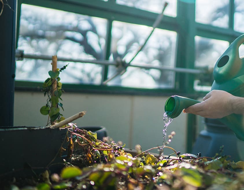 Greenhouse at top of Science building