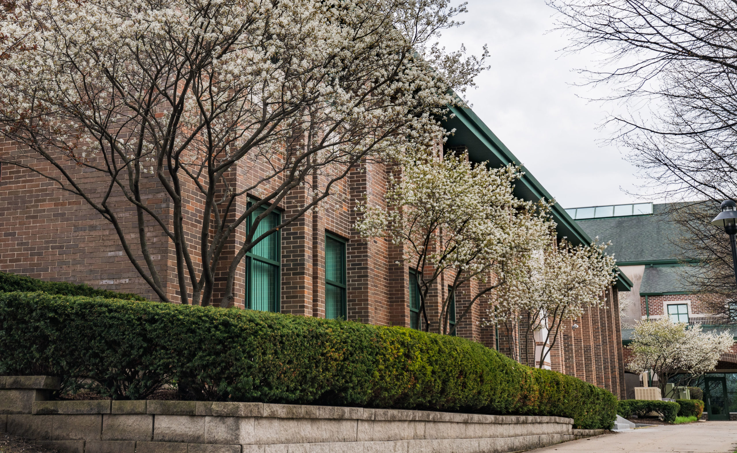 spring on campus: trees blossoming outside of the classroom building