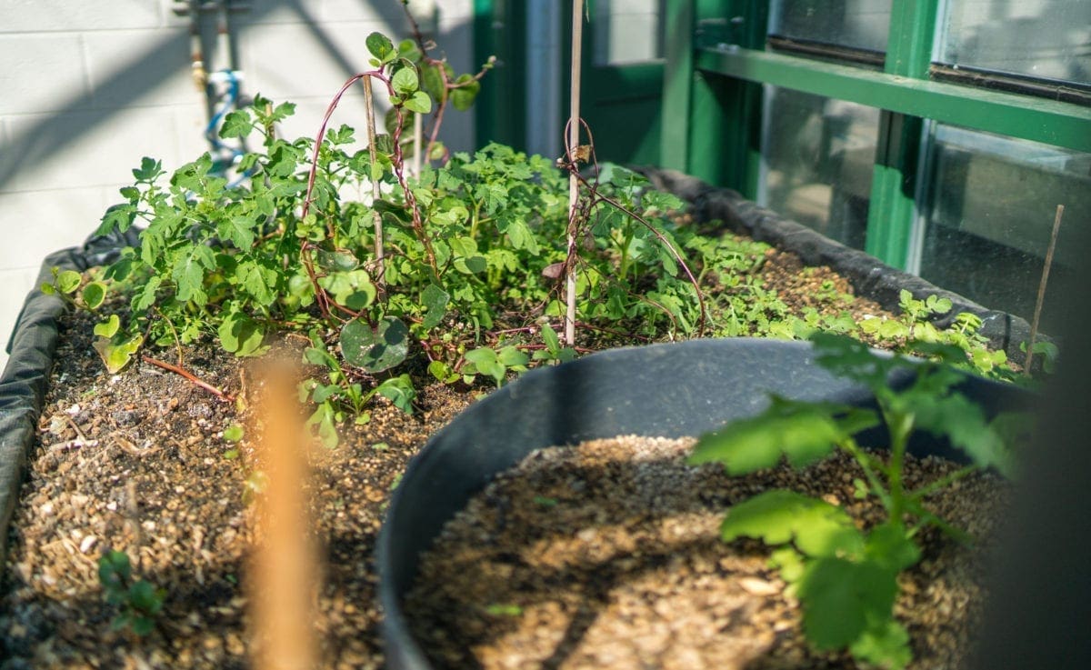 Plants growing in the greenhouse