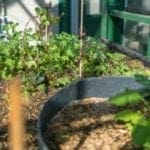 Plants in the Trinity Greenhouse