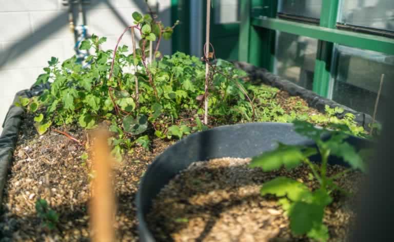 Plants in the Trinity Greenhouse