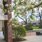 The Lawn outside of the library in Spring