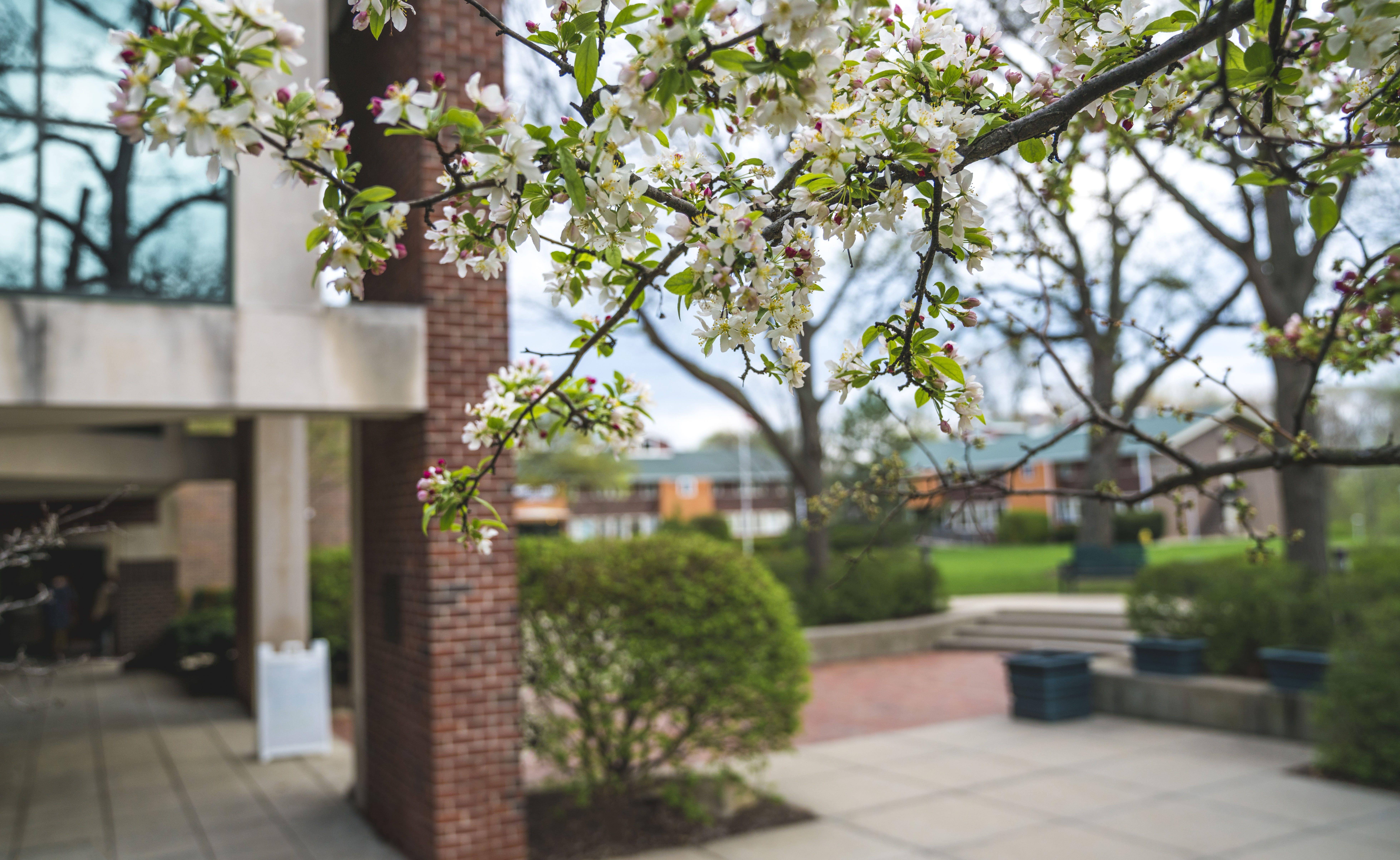 The Lawn outside of the library in Spring