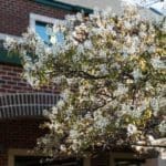 Tree outside library