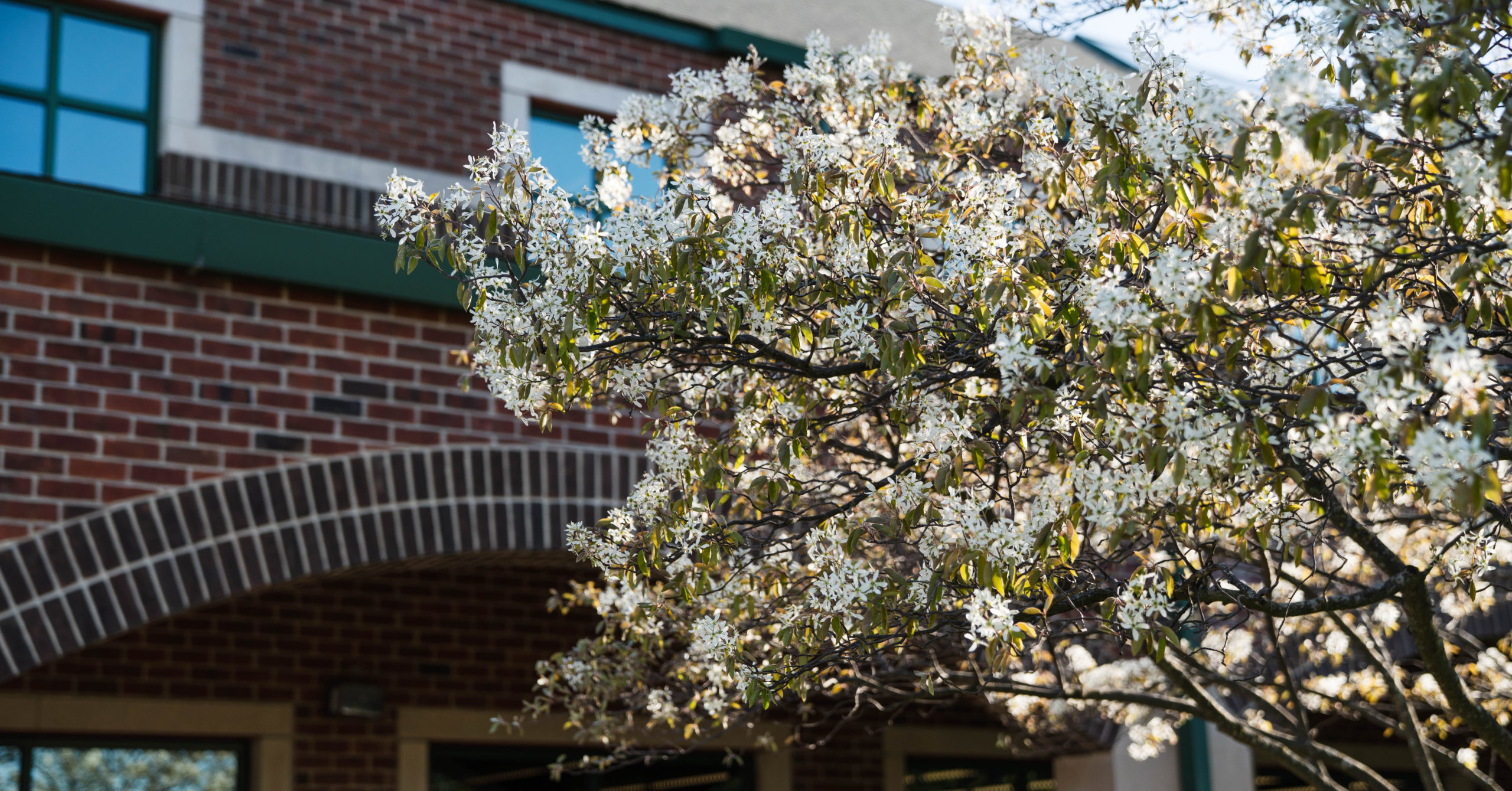 Tree outside library