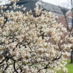 Campus in the Spring- behind south hall