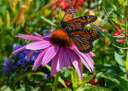 Stroll through Lake Katherine’s Herb, Butterfly, and Native Gardens