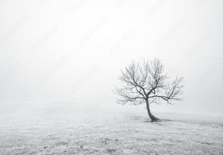 Lonely tree in a field