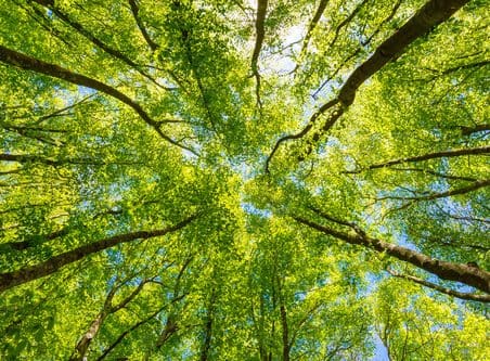 Nature - View of trees