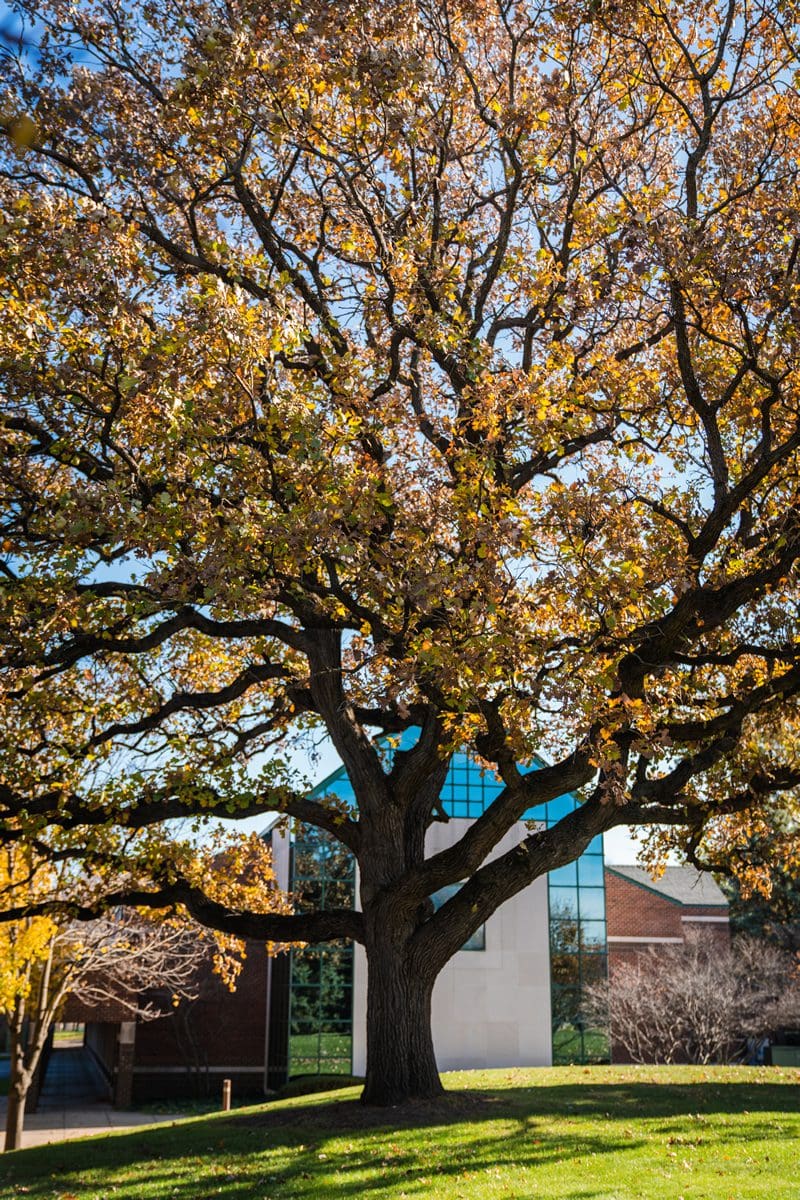 Oak Tree by Science Building