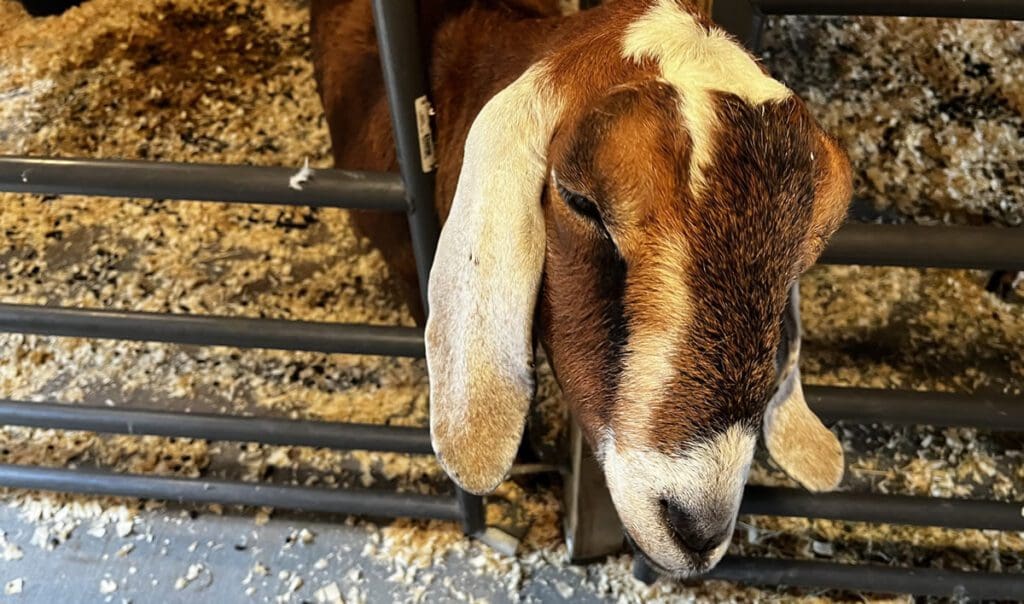 "Buck, the goat." Photo by Evelyn Brunsting.